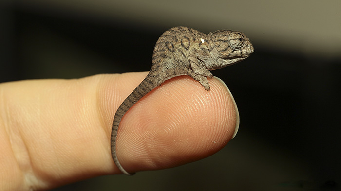 Cute Chameleon Baby