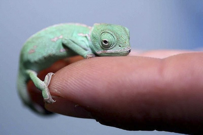 Lovely Baby Chameleon