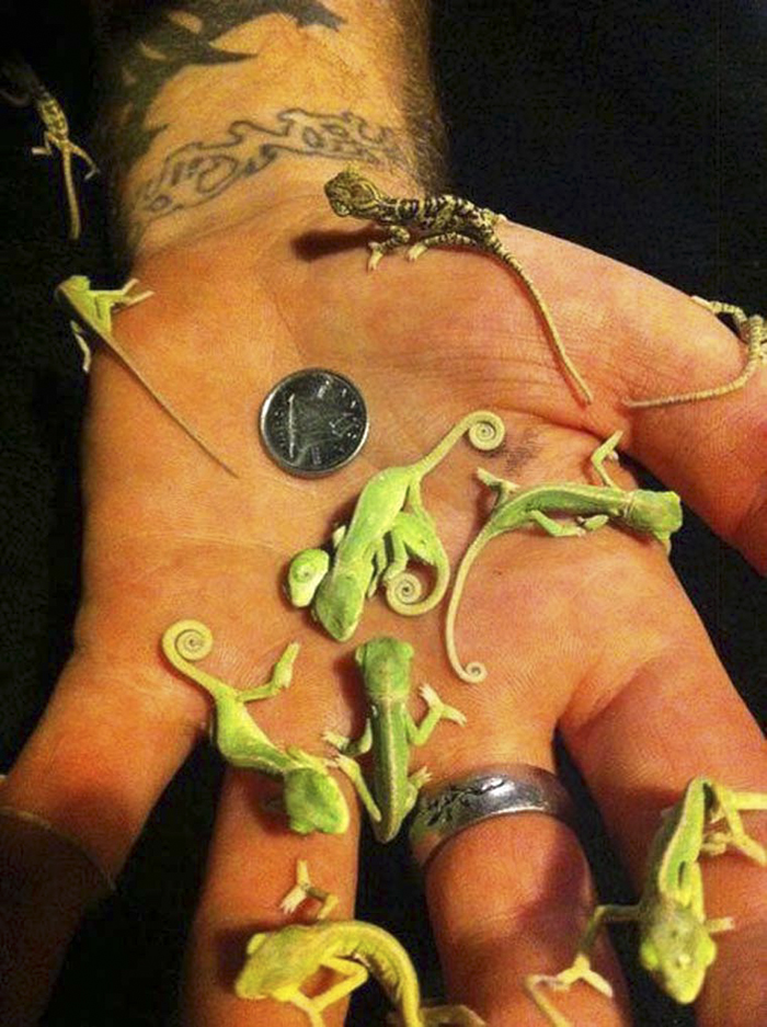 Baby Chameleons