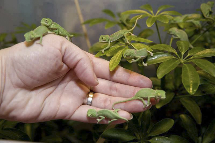 Newly Hatched Baby Chameleons