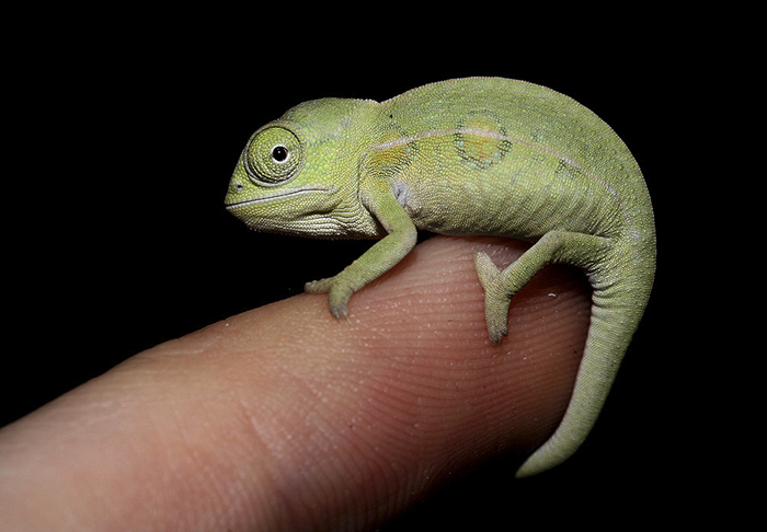 Baby Chameleon On My Finger