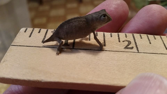 Baby Pygmy Leaf Chameleon Is Growing Up