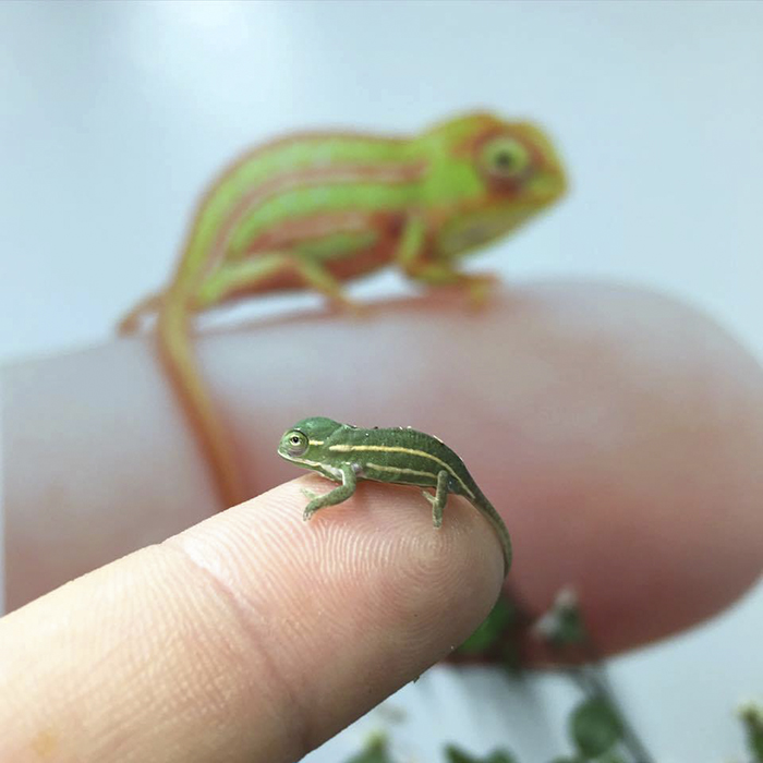 Most Folks Have No Idea How Small Some Baby Chameleons Are. Did You Know They Were This Small?