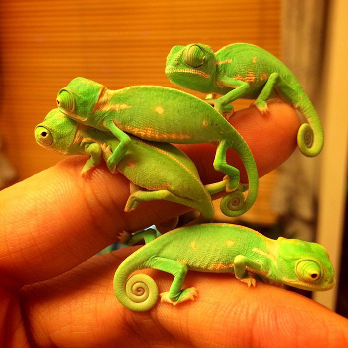 Bunch Of Cute Baby Chameleons