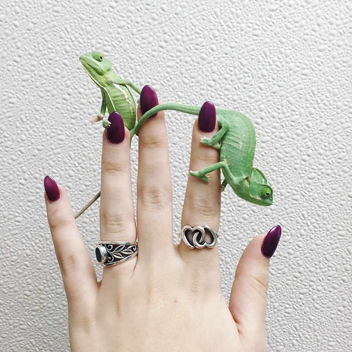 Baby Chameleons On My Fingers