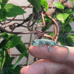 Our Chameleon's First Baby Just Hatched! Looks To Be A Girl
