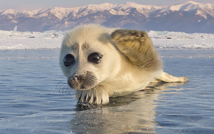 Photographer Spent 3 Years Trying To Get His First Shot Of Seals On Ice, Until He Met This Pup…