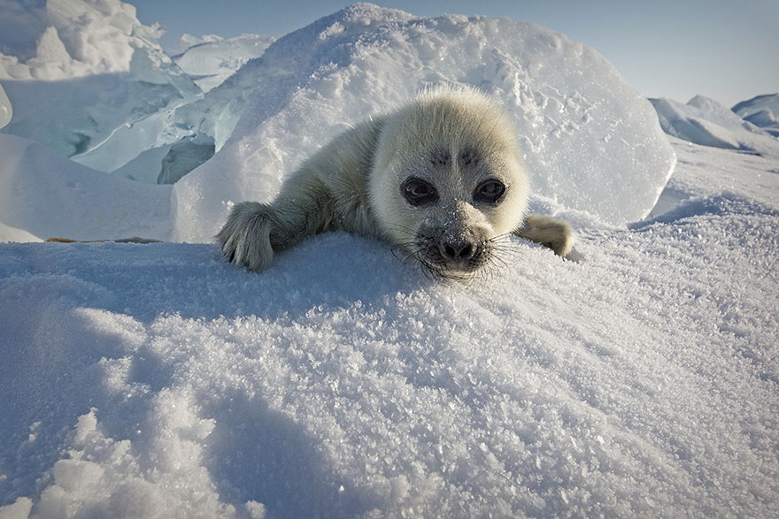 cute-baby-seal-waves-photographer-alexy-trofimov-russia-01a