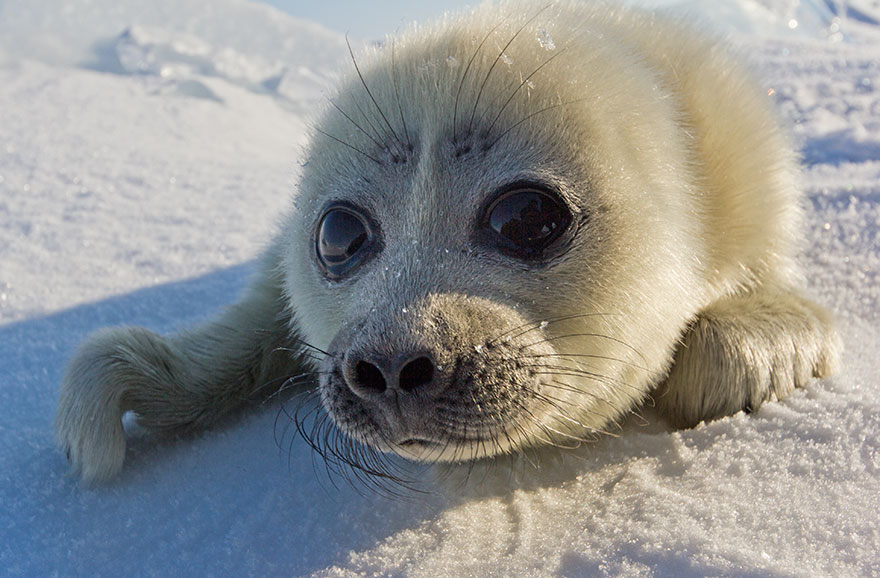 Photographer Spent 3 Years Trying To Get His First Shot Of Seals On Ice, Until He Met This Pup...