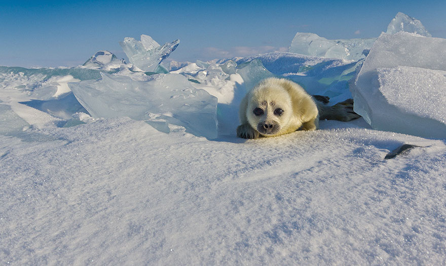 cute-baby-seal-waves-photographer-alexy-trofimov-russia-08a