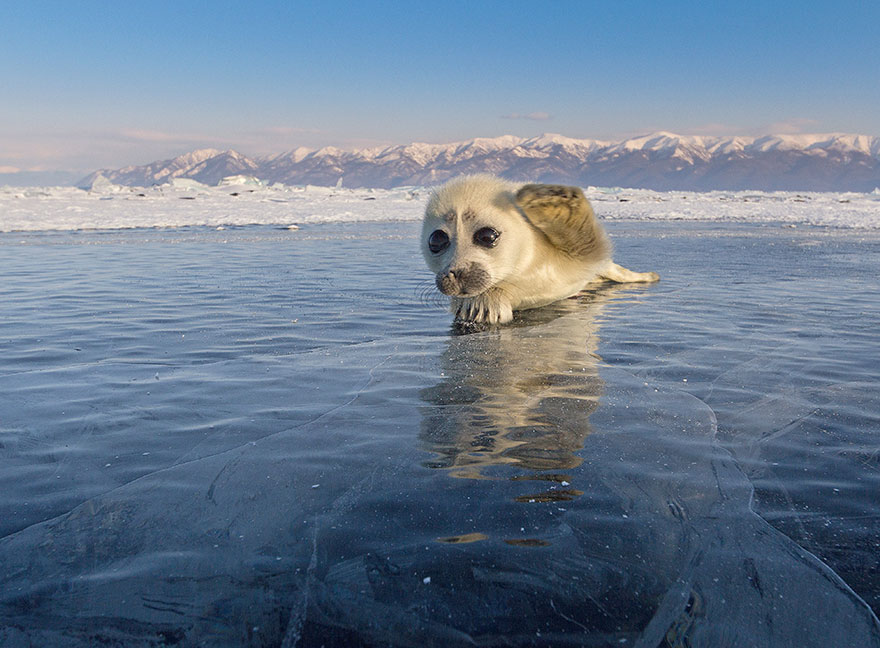 Photographer Spent 3 Years Trying To Get His First Shot Of Seals On Ice, Until He Met This Pup...