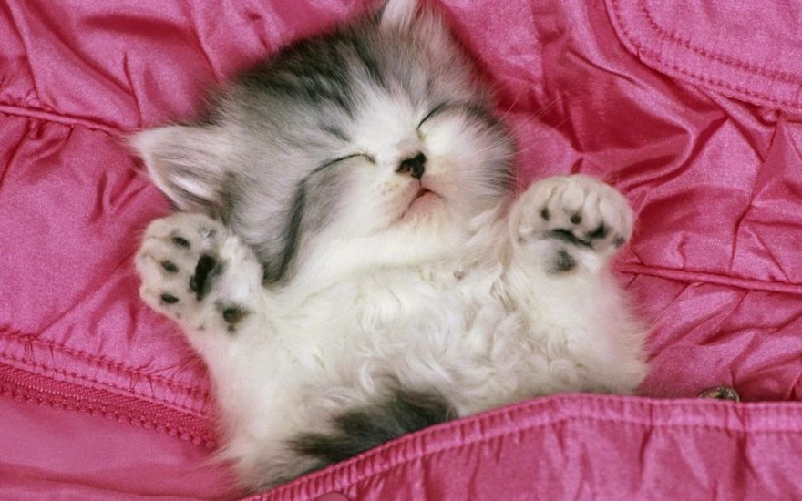 Cute Little Kitten Is A Sleep