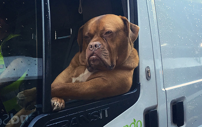 Badass Dog Hanging Out In A Van Sparks A Hilarious Photoshop Battle (32 Pics)
