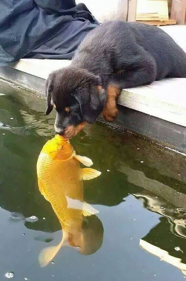 dog-kissing-fish-photoshop-battle-1