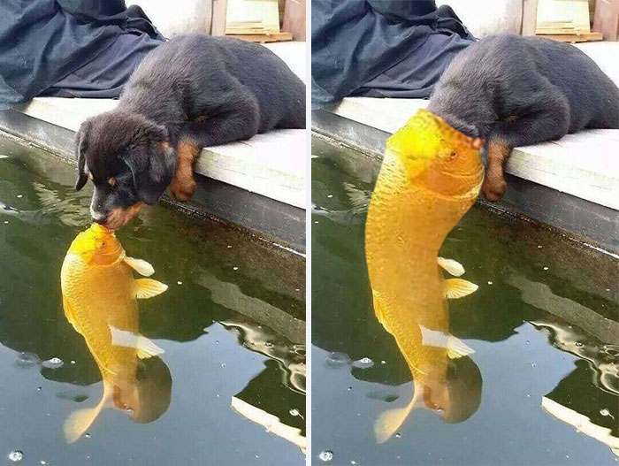 Puppy Kissing A Fish Inspires A Hilarious Photoshop Battle (30 Pics)