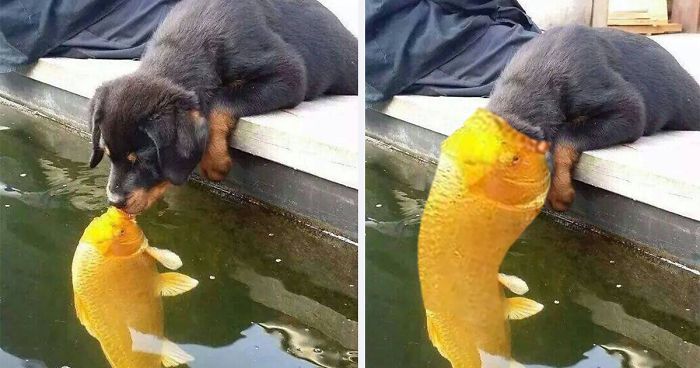 Puppy Kissing A Fish Inspires A Hilarious Photoshop Battle 30