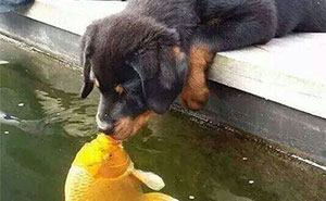 Este perrito besando a un pez inspira una divertida batalla de Photoshop