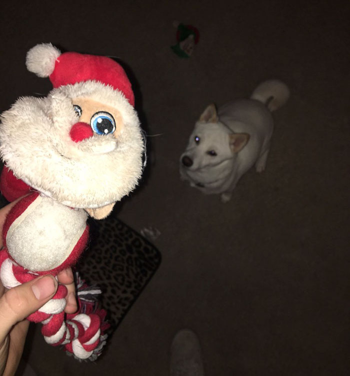 dog-toy-santa-mall-picture-kya-4