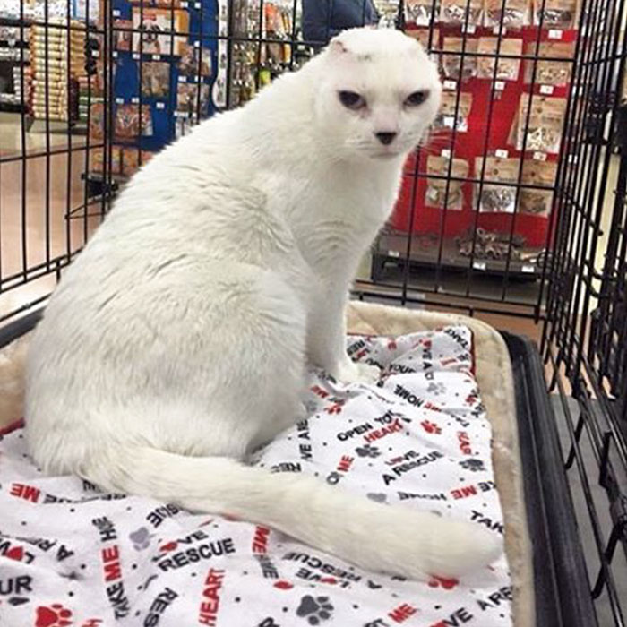 Woman Adopts Earless And Deaf Senior Cat Everybody Ignored, And Later He Saves Her