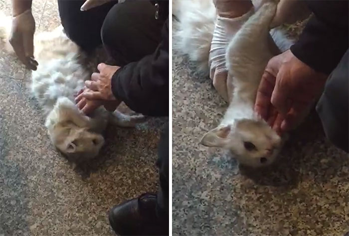 Emergency Doctor Uses CPR on Stray Cat To Save Her Life, Adopts Her Afterwards