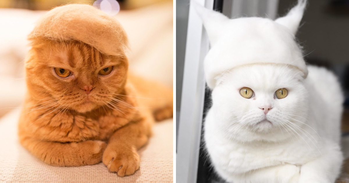 Cats In Hats Made From Their Own Hair | Bored Panda