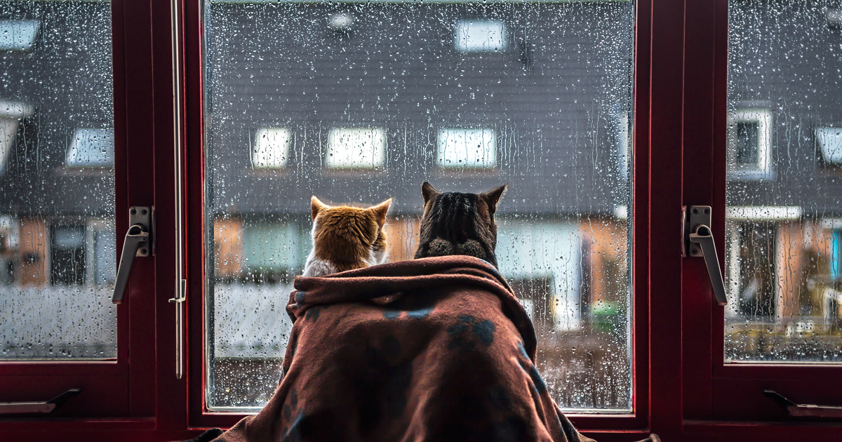 пес, окно, дождь загрузить