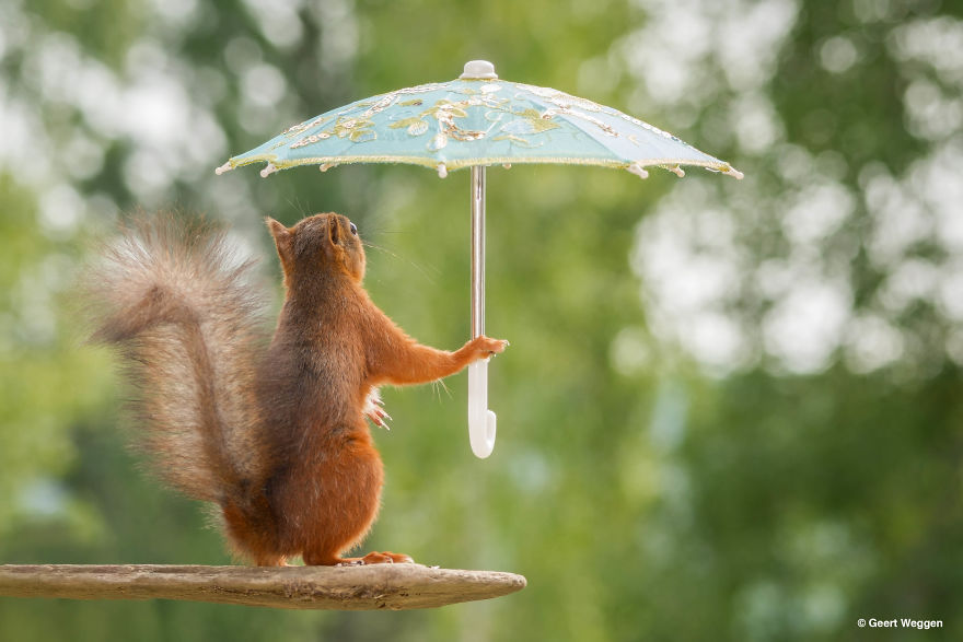 Swedish Photographer Geert Weggen Takes The Cutest Photos Of Squirrels