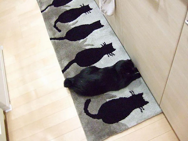 Just A Mat With Cats. Oh Wait