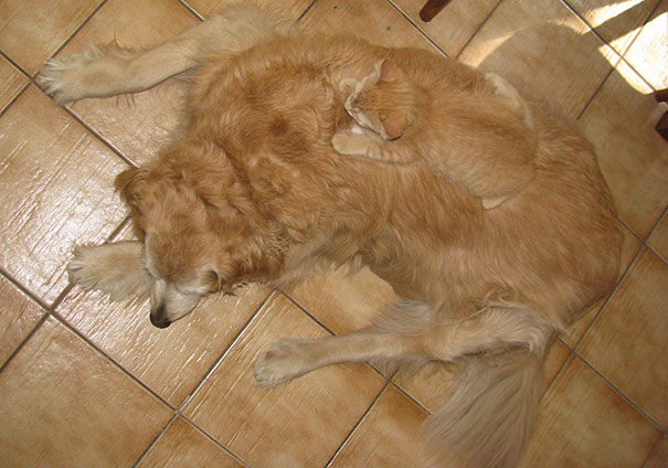 Cat And Dog Blend