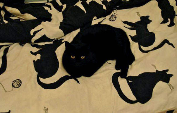 Why Only One Cat Has Eyes On This Print?