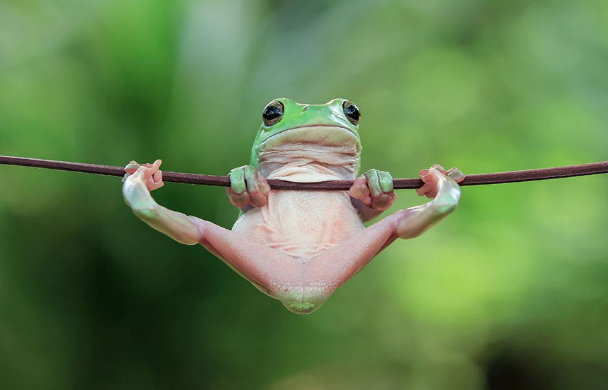 Cute Frog Photography