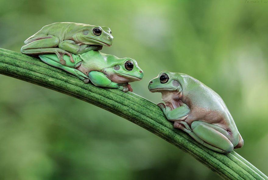 Cute Frog Photography