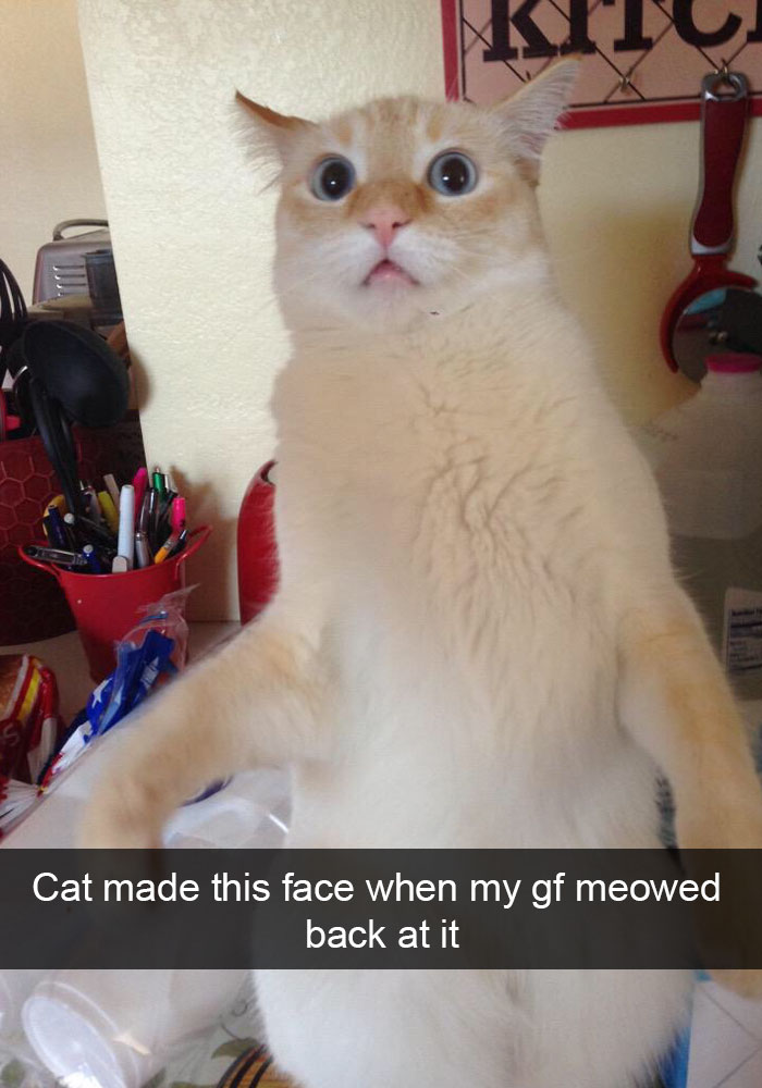 Cat Snap