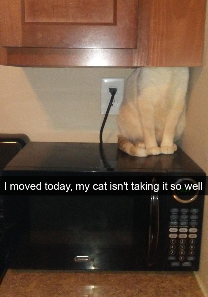 Cat Snap