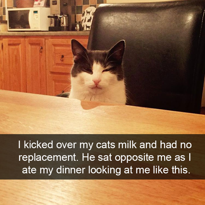 62 Hilarious Cat Snapchats That You Need To See Right Meow