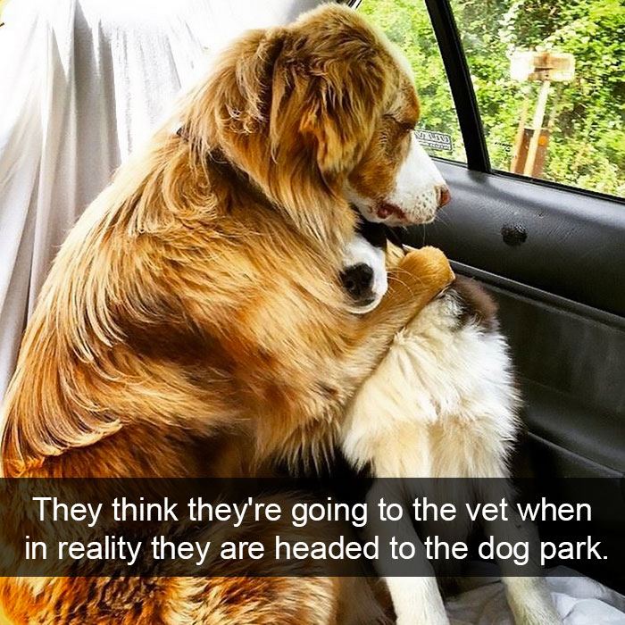 50 Hilarious Dog Snapchats That Are Impawsible Not To Laugh At
