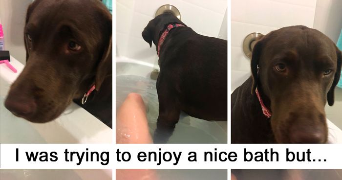 147 Of The Best Dog Tweets Of All Time