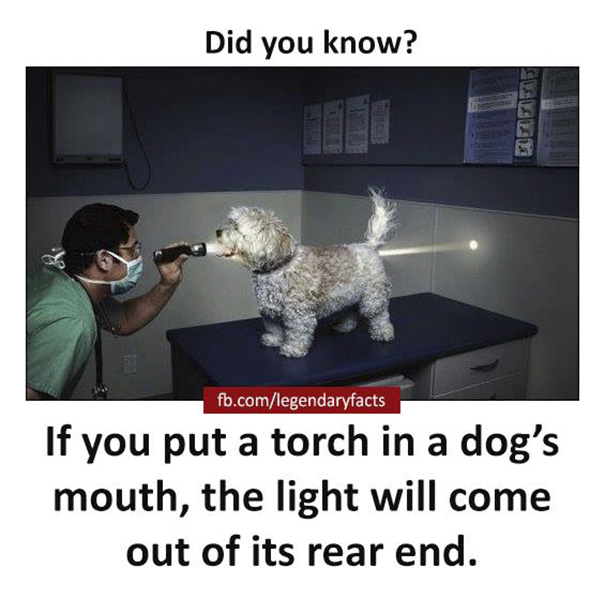 Dog Fact