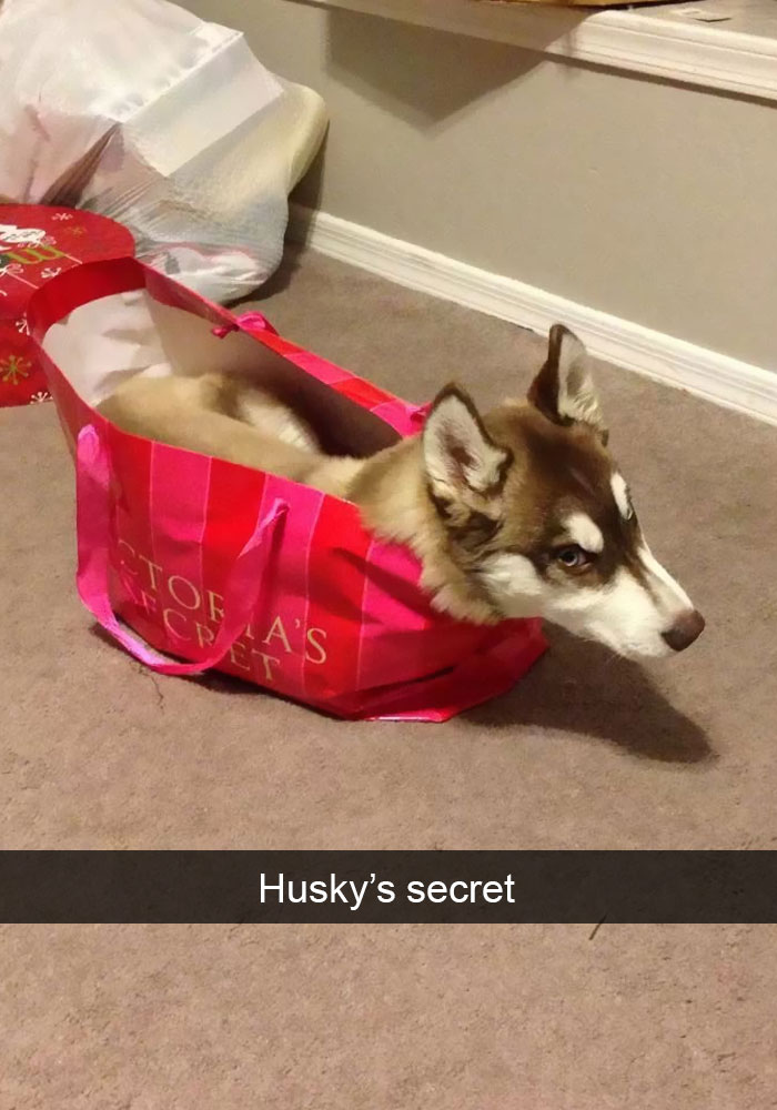 Husky Post