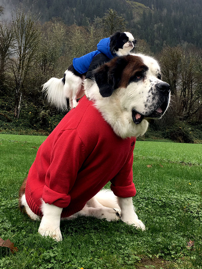 Tiny Dog Uses Giant Saint Bernard As A Vehicle Wherever He Goes