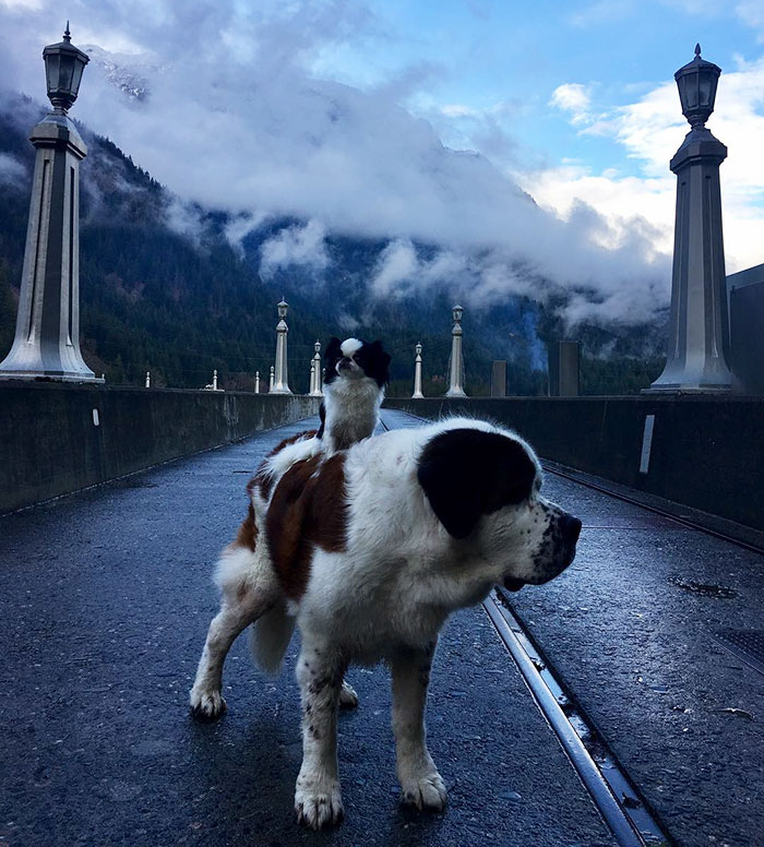 Tiny Dog Uses Giant Saint Bernard As A Vehicle Wherever He Goes