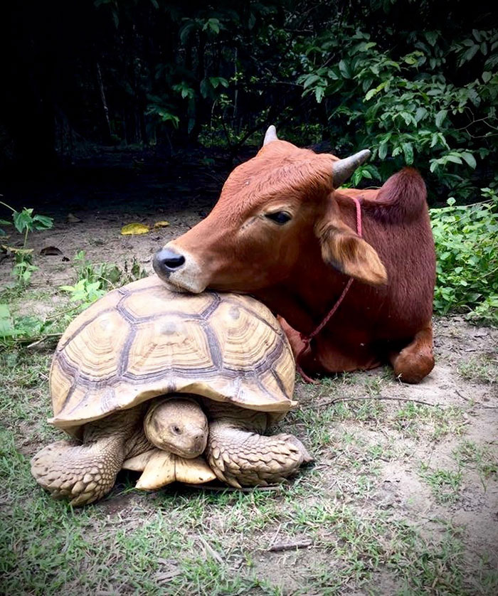 Una tortuga gigante y un ternero que perdió una pata se convierten en mejores amigos