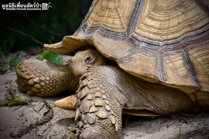 Giant Tortoise And Baby Cow Who Lost Its Leg Become Best Friends, Do Everything Together