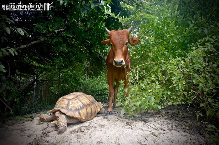 Giant Tortoise And Baby Cow Who Lost Its Leg Become Best Friends, Do Everything Together