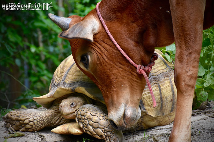 Una tortuga gigante y un ternero que perdió una pata se convierten en mejores amigos