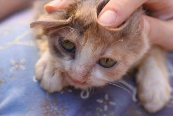 Adults Were Terrified To Look At The Kitty, Until A 7-Year-Old Girl Saved Her