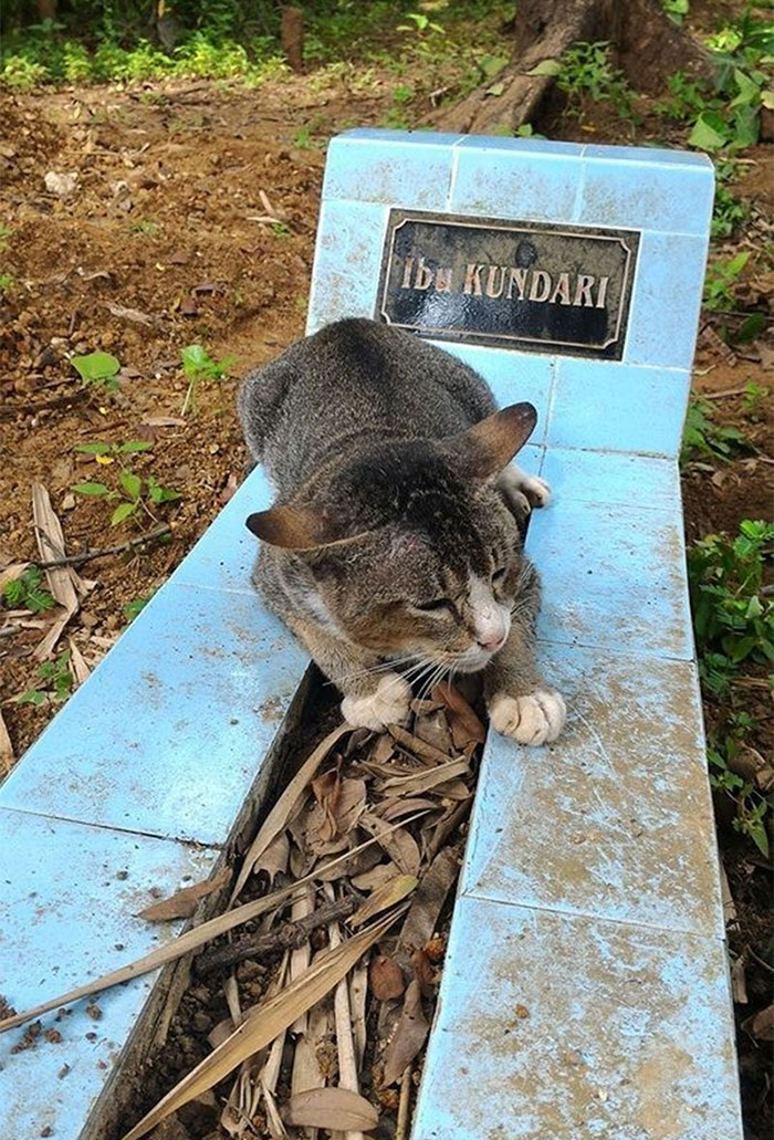 grieving-cat-spends-year-owner-grave-1a
