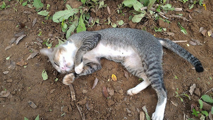 grieving-cat-spends-year-owner-grave-3ajpg
