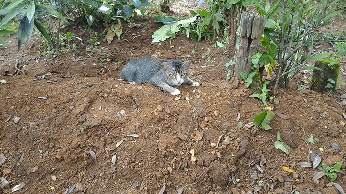 Heartbroken Cat Has Spent 1 Year By Her Dead Owner's Grave