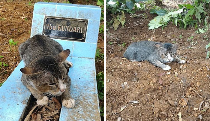 Heartbroken Cat Has Spent 1 Year By Her Dead Owner’s Grave